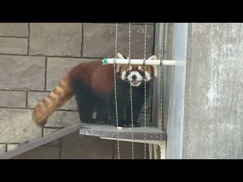 はじめましてランマルくん　レッサーパンダ　浜松市動物園にて　2026年2月14日 サムネイル