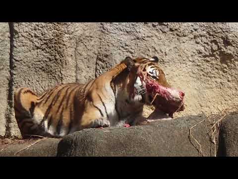 今日はサーシャの日　アムールトラ　浜松市動物園にて　2026年2月14日 サムネイル