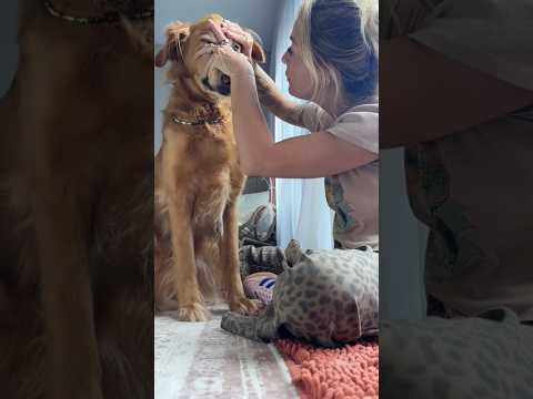 dog-tor coby to rescue🛟goldenpup puppy goldenpupppy dogbree… サムネイル