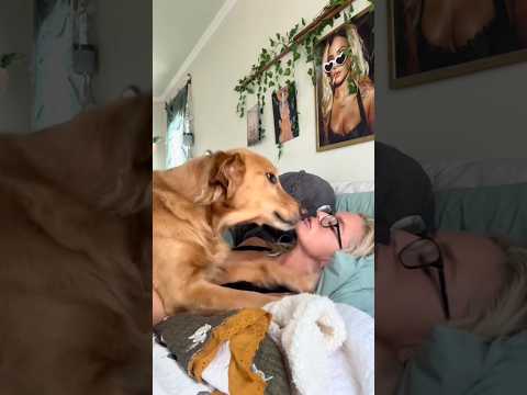 coming home to my golden retriever🥵 goldenretreiver dog ind… サムネイル