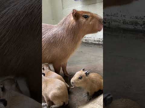 浅いお風呂に入るカピバラベビー達♫shorts カピバラ capybara サムネイル