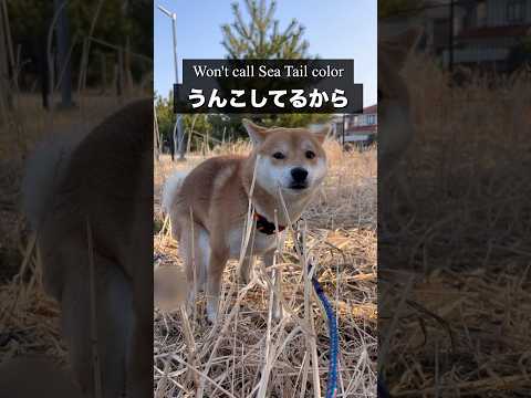 柴犬とん君、流行りのヤツをやってみた。空耳アワー😆ほんとにそう聞こえる😆　柴犬　柴犬とん サムネイル
