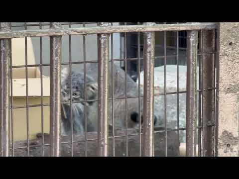 フィーガくん ダンボール📦の中でカリカリ🤭　マヌルネコ　野毛山動物園にて　2026年5月10日 サムネイル