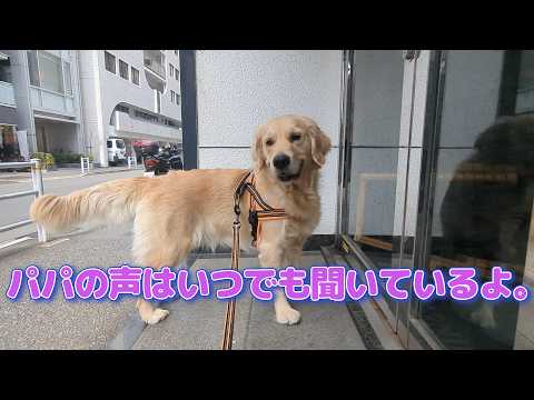 パパの声はどんな時も聞いてるよ。ゴールデンレトリバーティト サムネイル