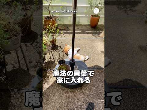魔法の言葉で一瞬で帰宅する柴犬　　柴犬　犬　かわいい　面白い　犬のいる暮らし