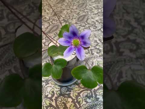 shorts 雪割草が綺麗です〜 サムネイル