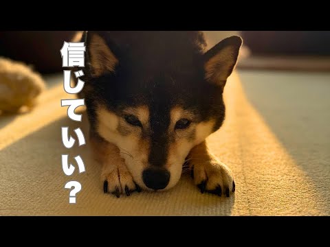 飼い主が信じられない？疑心暗鬼な黒柴を待ち受けている未来・・・ サムネイル