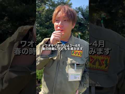 ワオキツネザルの赤ちゃんが誕生👶 サムネイル