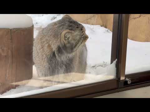 モコモコナゴムくん😊　マヌルネコ　那須どうぶつ王国にて　2026年1月9日 サムネイル