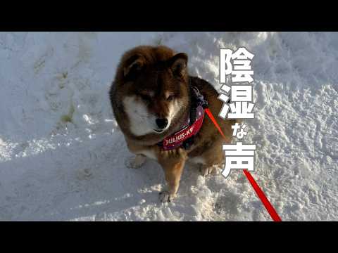 胡麻柴とおじさん|雪の住宅街からお届けします🐻 サムネイル