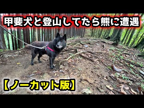 甲斐犬と山登りしたら熊に遭遇した【ノーカット版：前編】【犬連れ登山】 サムネイル