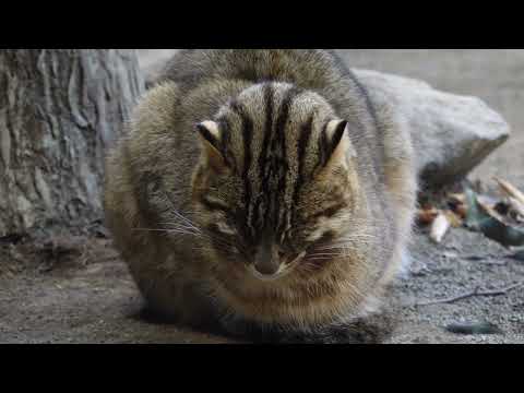 アムールヤマネコのビワくん　那須どうぶつ王国　2026年1月11日　00099 サムネイル