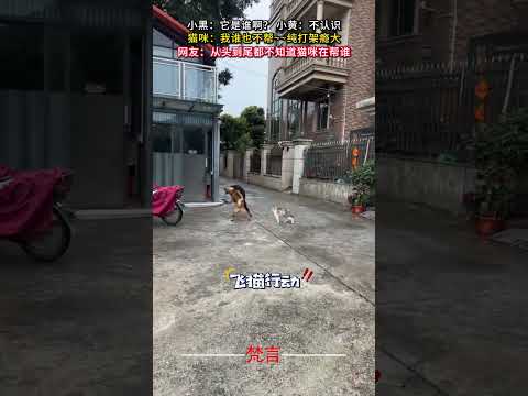 小黑：它是誰啊？ 小黃：不認識 意外 萬萬沒想到 萌寵 amazing pets shorts サムネイル