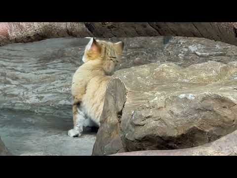 ヤシュくん　スナネコ　那須どうぶつ王国にて　2026年1月30日 サムネイル