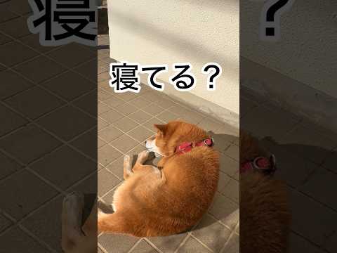 ’26.2.4 力丸の寝る場所が… 柴犬 shibainu 柴犬のいる暮らし 柴犬の日常 寝顔 眠い犬 力丸 サムネイル