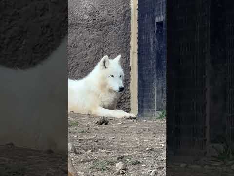 shorts 燦那ちゃん　  ホッキョクオオカミ　那須どうぶつ王国にて　2026年3月29日