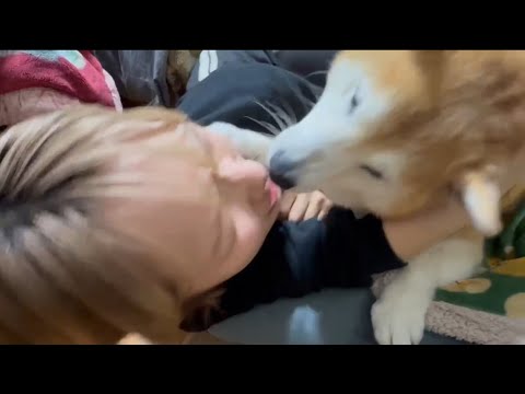 柴犬福 普段の怒りを込めて爪を立てて姉を舐める柴犬🤣Sister and Shiba🤣 サムネイル