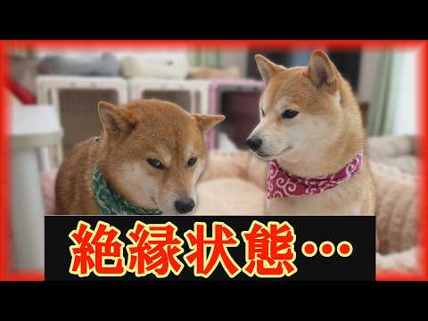 【悲報】もう仲良くできないの?怒り爆発で引きこもる末っ子柴犬と姉柴犬の絆