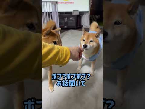パラリラパラリラ。 #柴犬 サムネイル