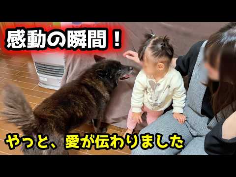 【感動】泣いてた赤ちゃんが初めて愛犬に心を開きました！本当に良かった・・・ サムネイル