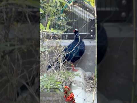 shorts コサンケイさん見つけたヨ！　東山動植物園にて　2026年3月14日 サムネイル