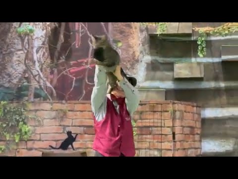 ネネ〜！なかなか見れない猫によるショー ザ・キャッツ(午後)那須どうぶつ王国にて　2026年4月11日 サムネイル