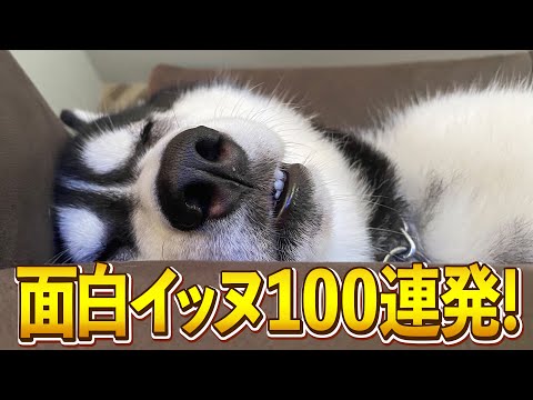 【匂いと違う？！→きゅうりやんけw】ツッコミどころ満載な面白イッヌ100連発！【爆笑イッヌ100連発】 サムネイル