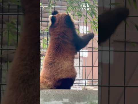 shorts ゆうちゃん？　レッサーパンダ　千葉市動物公園にて　2026年4月18日 サムネイル