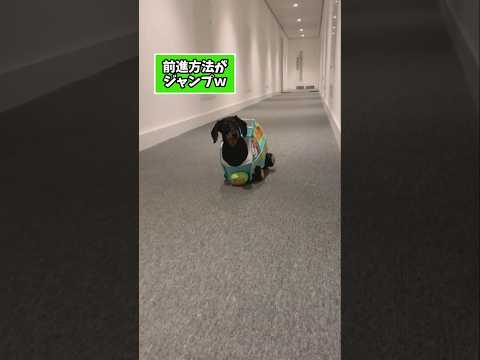 仕事で疲れた皆に贈る笑いと癒しのダックス5選ww　ダックスフンド 笑える 癒し ダックスのいる暮らし 犬のいる生活 犬… サムネイル