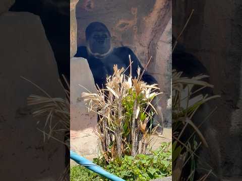 shorts モモカちゃん モンタくん見えますか〜😊？　ニシゴリラ　千葉市動物公園にて　2026年4月19日 サムネイル
