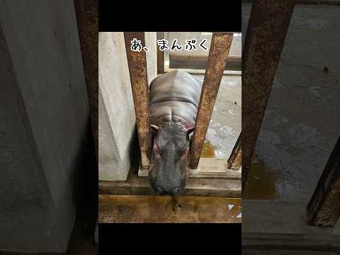まんぷくドッキリ‼️ 東武動物公園 癒し かわいい zoo 動物 動物園 animals カバ まんぷく ドッキリ サムネイル