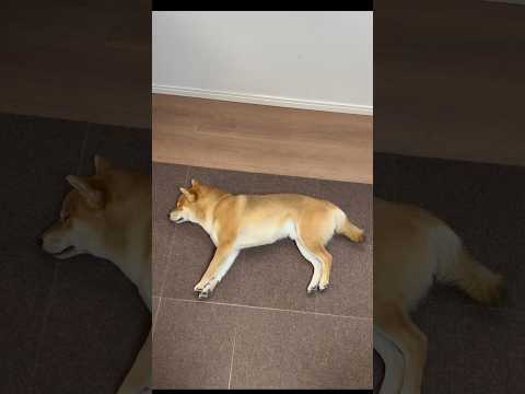 犬の「﹅」は、尻尾が象形されてるんだねぇ🐶　柴犬　柴犬とん サムネイル