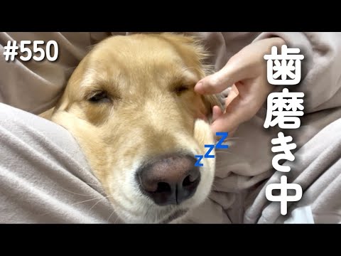 歯磨きでうっとりするモンちゃん【ゴールデンレトリバー】 サムネイル