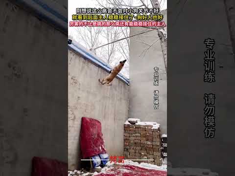 剛想說這麼高會不會對小狗關節不好 就看到後面主人穩穩接住了狗好人也好 意外 神奇 狗狗 amazing dog sho… サムネイル