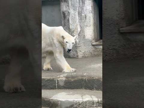 shorts ユキさん お部屋の入口は開放されてます〜　  ホッキョクグマ　浜松市動物園にて　2026年4月5日