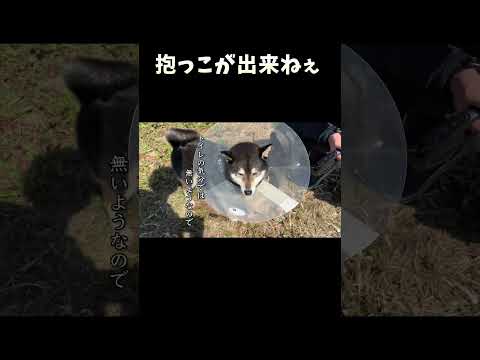抱っこが出来ねぇ サムネイル