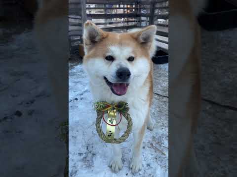 謹賀新年！今年も草津熱帯圏の動物達をよろしくお願い致します！！shorts 動物 動物園 サムネイル
