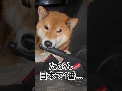 ’26.2.24 力丸が、日本一だと思うこと… 柴犬 shibainu 柴犬のいる暮らし 柴犬の日常 車中泊犬 力丸 サムネイル