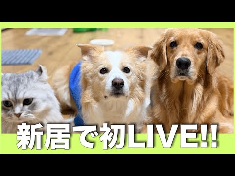 引っ越した古民家から初めてのライブ!!【ボーダーコリー・ゴールデンレトリバー】 サムネイル