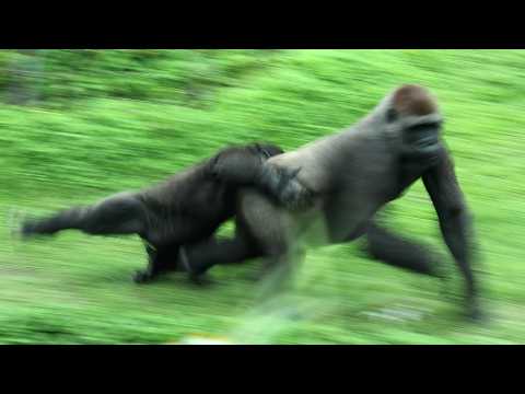 Part 1 Gorilla Team TJR had a blast,Tayari,Jabali,Ringo,D'j… サムネイル