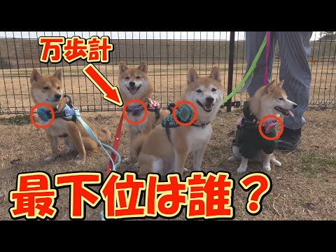 痩せる気になった「省エネ系柴犬」は、ドッグランでの歩数で兄妹柴犬に勝つことができるのだろうか？ サムネイル