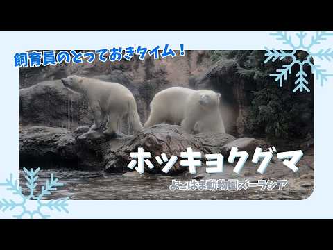【よこはま動物園ズーラシア】ホッキョクグマ親子🐻‍❄️🐻‍❄️イッちゃんとライ！飼育員のとっておきタイム！ サムネイル