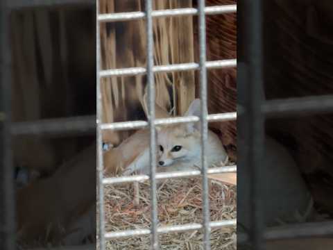 shorts 寝起き⁈ フェネック　ごかつら池どうぶつパークにて　2026年1月24日 サムネイル