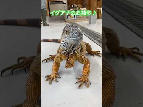 引き取ったイグアナも慣れてきました♪shorts イグアナ 動物園 サムネイル