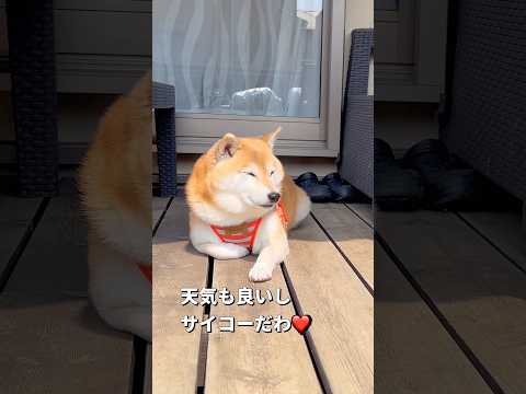 お庭でるんるん🐶🎵柴犬 チワワ shorts サムネイル