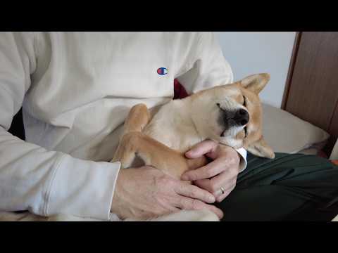 抱っこすると元気が消え失せる柴犬小夏 サムネイル