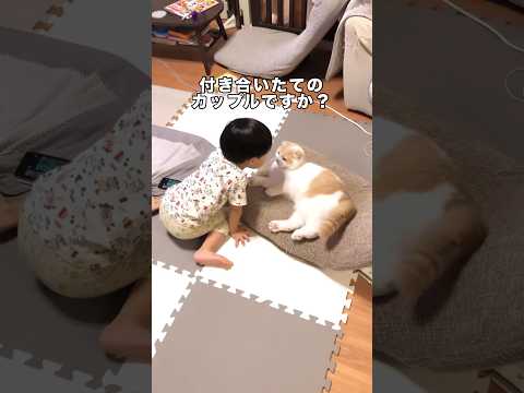息子がスコティッシュと付き合いたてのカップル感醸し出してたwww スコティッシュフォールド スコティッシュフォールド折… サムネイル