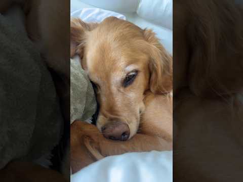 coming home to my golden retriever🥵 goldenretreiver dog ind… サムネイル