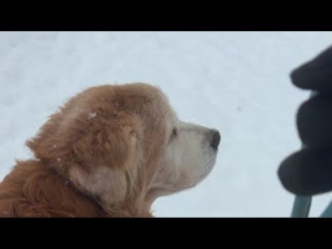 ミントの大冒険 がライブ配信中！ サムネイル