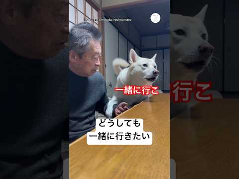 一緒に2階に上がりたい。必死にジィちゃんを説得する保護犬　　保護犬　犬　かわいい犬 犬のいる暮らし 癒し サムネイル